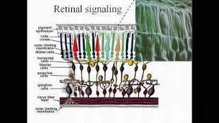 Photovoltaic Retinal Prosthesis for Restoring Sight to the Blind - Daniel Palanker