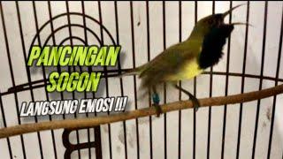 Pancingan Sogok Ontong Gacor Ngleper Emosi Agar Sogon Bahan Cepat Bunyi | ​⁠@kicautembak