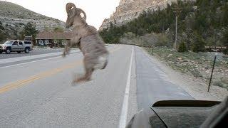 Bighorn Sheep ATTACKS Vehicle - ("Bam Bam" is DEAD).wmv