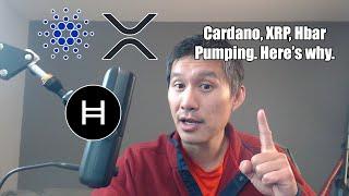 Cardano, XRP, Hbar pump big. Here's why.