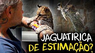 JAGUATIRICA PET? A VIDA DE UM FELINO SELVAGEM AO LADO DO SER HUMANO!