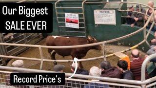 Sold record amount of cows, Rich #farming #farm #tractors #lambs #ireland #heifers #sheep #dogs