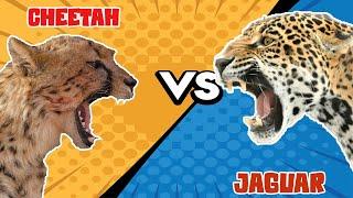 Cheetah VS Jaguar | Who Would Win?