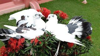 "Funny Pigeons Walking With A Thread| Must Watch!"