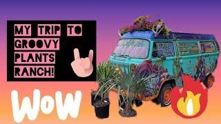 Plant shopping at Groovy Plants Ranch