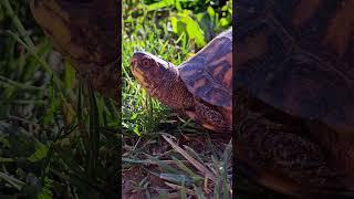 Toltec Monk - Turtle Karen
