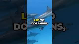 The Scientist Who Gave Dolphins LSD!