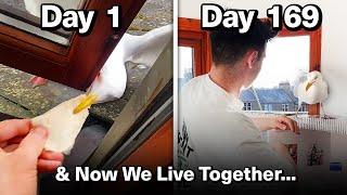 Feeding My Pet Seagull for 169 Days to Gain His Trust