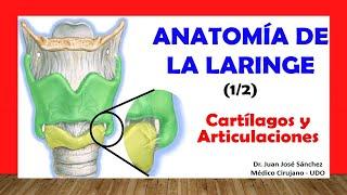  ANATOMY OF THE LARYNX 1/2, (Cartilage and Joints). Easy, Fast and Simple