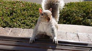 When squirrels have a delegate