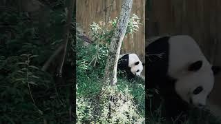 panda-中国国宝级演员秦韵