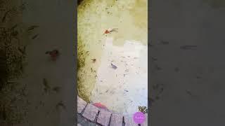 Koi fish in a pond. Link in description #adayinmylife #satisfying ##trending #shorts #viralshorts