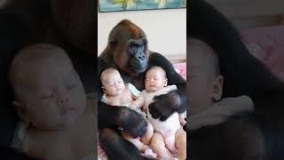 Gorillas sleep with babies..#gorilla #baby#shorts#cute#funny#love#animals