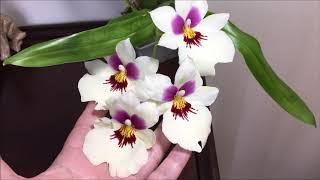 Miltoniopsis Spotlight