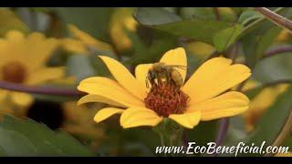 EcoBeneficial Tips:  The Pollinator Victory Garden