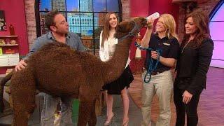 Jarod Miller Brings a Camel to Our Set