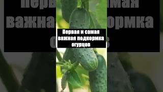 Первая и самая важная подкормка огурцов #огурцы #огород #сад #дача