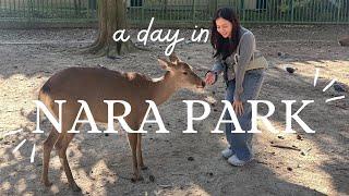 JAPAN TRAVEL DIARIES: NARA PARK, WAD CAFE & HAD THE BEST KING CRAB