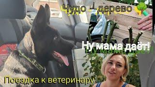 Влог# 544 Чудо -дерево  Ну мама даёт! Поездка к ветеринару ‍