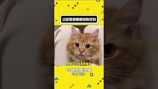 网友意识到自己是“渣男”：这就是感情里的愧疚吗#渣男 #猫咪#shorts