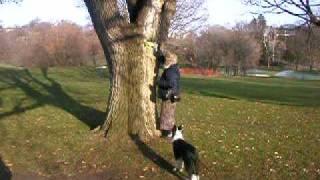 keeker climbs tree.mov