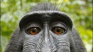 Eric Devo - Reject humanity (and become a monkey)
