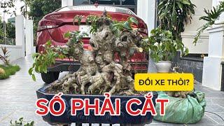 SỐ PHẢI CẮT - CỐT SANH CHẤT ĐẸP, GIÀ NHŨN CẮT VÀO PHOM, LIỆU CÓ ĂN TO