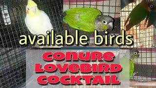 conure available with DNA || lovebird || semi tame cocktail parrot || GS Birds Info