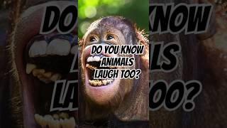 Why Do We Laugh? The Science of Laughter Explained! #facts #funfacts #shorts #animals #christmas