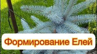 ‼️ФОРМИРОВАНИЕ МАЛЕНЬКИХ ЕЛЕЙ‼️Какие они были в прошлом году вы можете найти на моем канале 