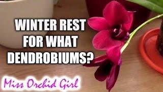 Which Dendrobium orchids need a winter rest?