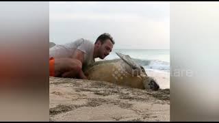 UK couple rescues massive green turtle stuck on Oman beach