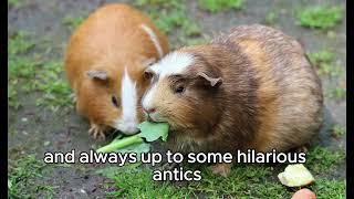 Furry Fun Facts: Unveiling the Truth About Guinea Pigs- neither pigs nor from Guinea