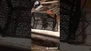 Лучшая крысоловка от Е.Бочёнкина.