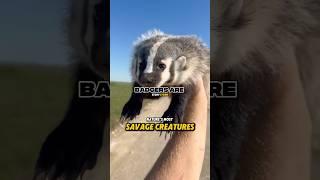 Joe Loves Honey Badgers