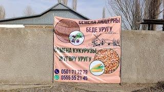 Уроонго беде урук жана чөп сатылат тел 0501717279