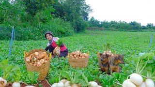 Harvesting White Radish With Puppies Goes To Market Sell - Cooking, Farm | Tieu Lien