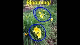 Backyard Science Episode #2 Day Lily Dilemma