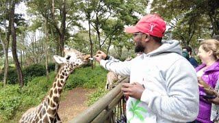 Giraffe Centre Nairobi Kenya || Hand-Feeding Giraffes in Africa