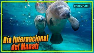 Manatí - Día Internacional del Manatí