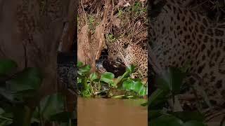 Jaguar eating alligator Brazilian Pantanal #shorts