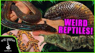 ODDEST REPTILES AT THE DALLAS NARBC!