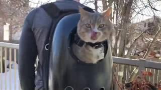 CAT BACKPACK- Review | Amazon |