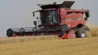 Harvester Case IH Axial Flow 6140 in wheat in southern Poland