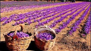 How it's Made: Saffron - Saffron Agriculture Process Step by Step and Saffron Factory Processing