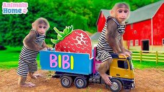 Monkey BiBi harvests strawberries on dad's farm