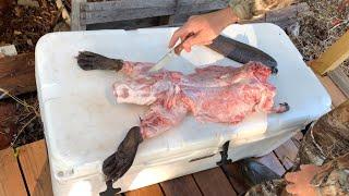 Beaver Catch, Clean & Cook (Boiled Beaver Tail)