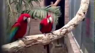 Попугаи зажигают parrots dance ...