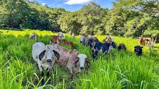 Así de alegres se pone las  vacas cuando las vamos a ver!!