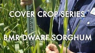BMR Dwarf Sorghum: Noble Cover Crop Series